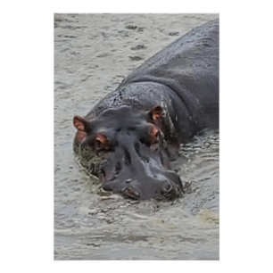 Póster Hippoposterus