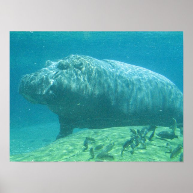 Póster Hippopótamo Poster (Frente)