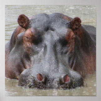 Póster Hippopotamus