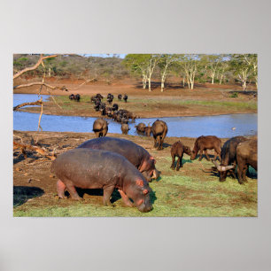 Póster Hippopotamus hippo Parque húmedo Lago Santa Lucía