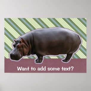 Póster Hippopotamus Poster Print