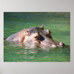 Póster Hippopotamus Swimming On The Surface