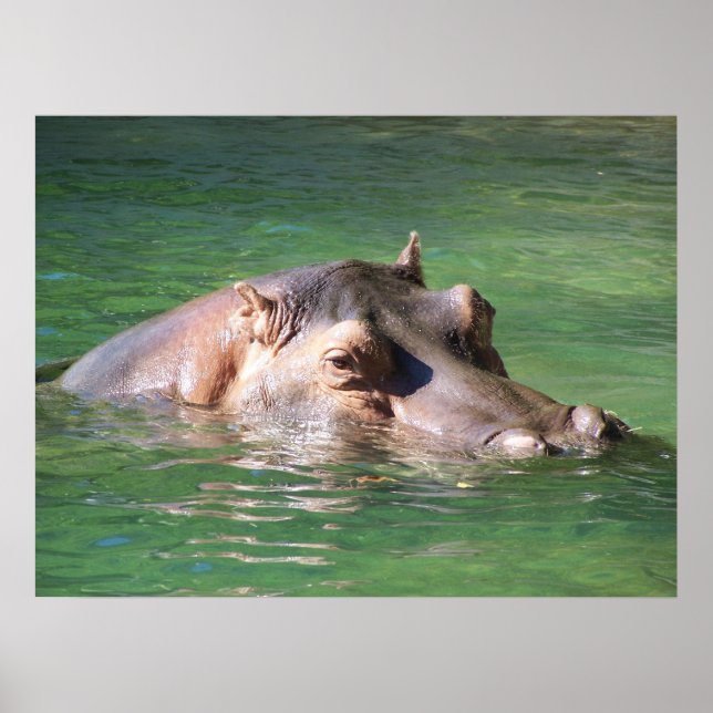 Póster Hippopotamus Swimming On The Surface (Frente)