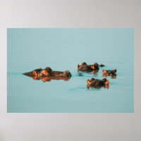 HIPPOS REFRIGERANDO EN EL MOMENTO