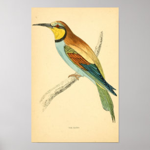 Póster Historia de aves británicas 1863 BEE-EATER