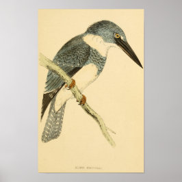 Póster Historia de aves británicas 1863 BELTED-KINGFISHER