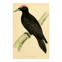 Historia de aves británicas 1863 BLACK WOODPECKER