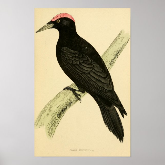 Póster Historia de aves británicas 1863 BLACK WOODPECKER (Frente)