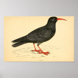 Póster Historia de aves británicas 1863 COUGH