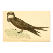 Historia de aves británicas ALPINE SWIFT 1863