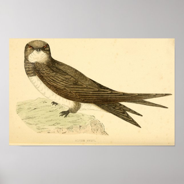 Póster Historia de aves británicas ALPINE SWIFT 1863 (Frente)