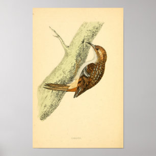 Póster Historia de las aves británicas 1863 CREEPER