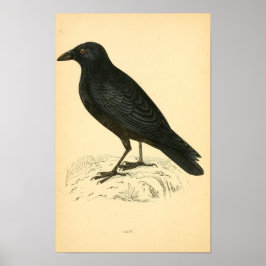 Póster Historia de las aves británicas 1863 CROW
