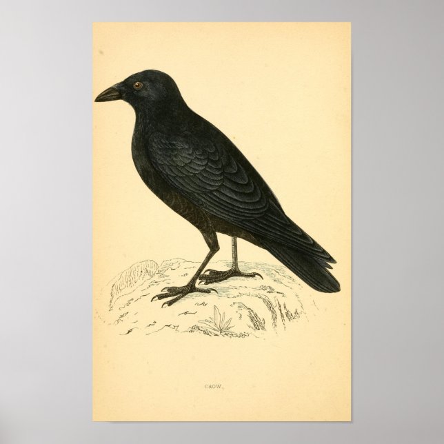 Póster Historia de las aves británicas 1863 CROW (Frente)
