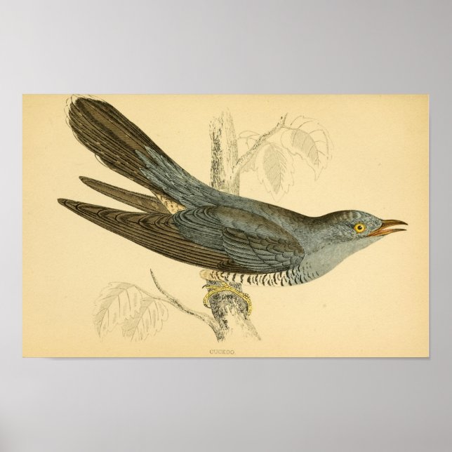 Póster Historia de las aves británicas 1863 CUCKOO (Frente)