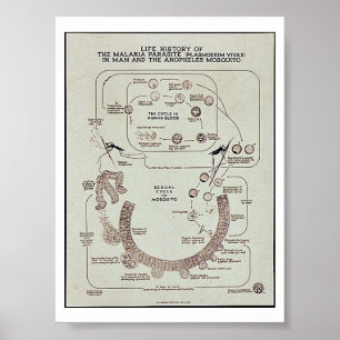 Póster Historia de vida del parásito de malaria