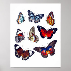 Póster Historia natural de la mariposa antigua, Art Print