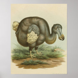 Póster Historia natural de las aves antiguas de Dodo
