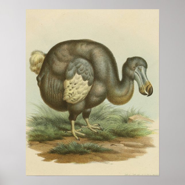 Póster Historia natural de las aves antiguas de Dodo (Frente)