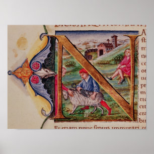 Póster Historiated initial 'N' depicting sheep