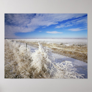 Póster Hoarfrost coats tumbleweed and fenceline near