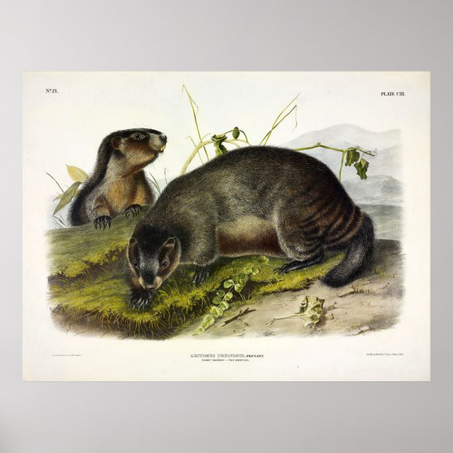 Póster Hoary Marmot, el informante de Audubon (Frente)