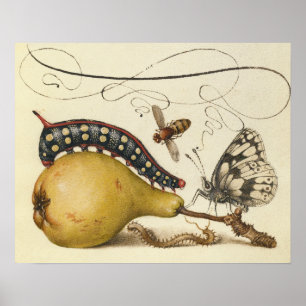 Póster Hoefnagel Vintage Pera & Insectos 1500s Renacimien