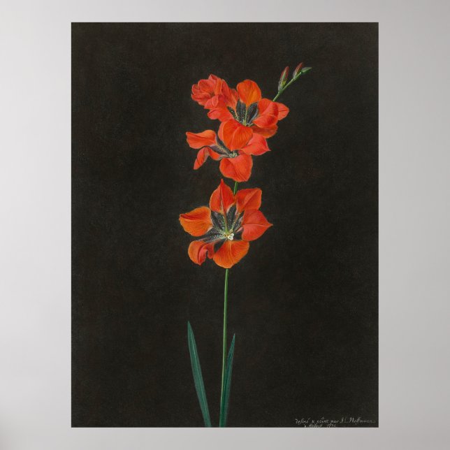 Póster Hoffmann's Lelie Flowers (Frente)