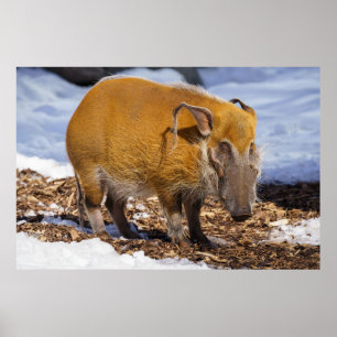 Póster Hog De Río Rojo En La Nieve