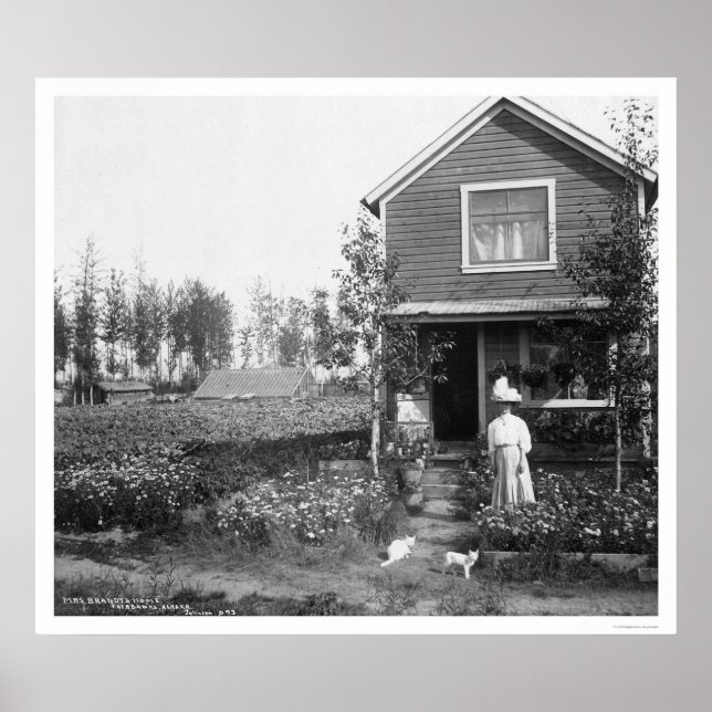 Póster Hogar Cats Fairbanks Alaska 1916 (Frente)