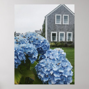 Póster Hogar de Cape Cod Hydrangea