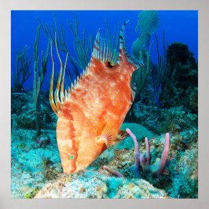 Póster Hogfish