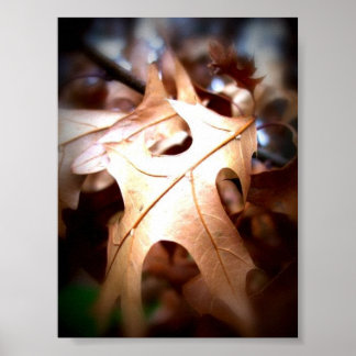 Póster Hoja...