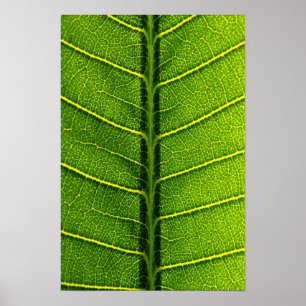 Póster hoja