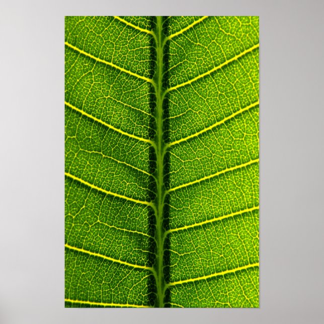 Póster hoja (Frente)