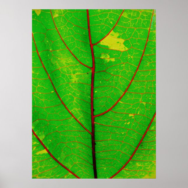 Póster hoja (Frente)