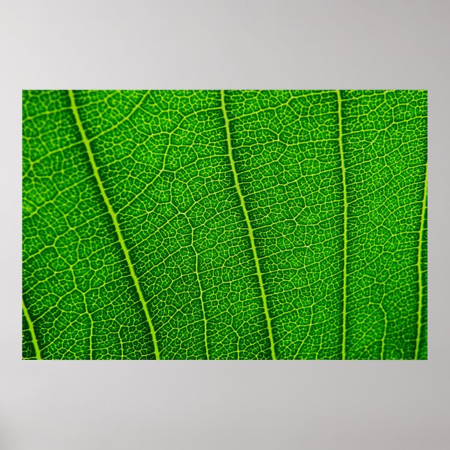 Póster Hoja (Frente)