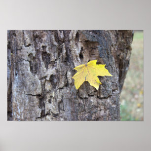 Póster Hoja amarilla en Poster de árbol