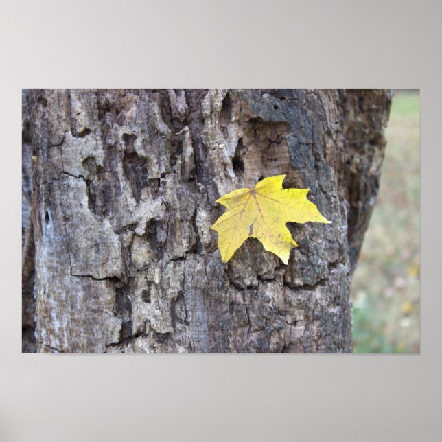 Póster Hoja amarilla en Poster de árbol (Frente)