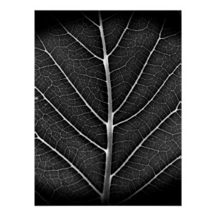 Póster Hoja brillante en blanco y negro en primer plano