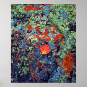 Póster Hoja de álamo sobre una roca cubierta de líquenes