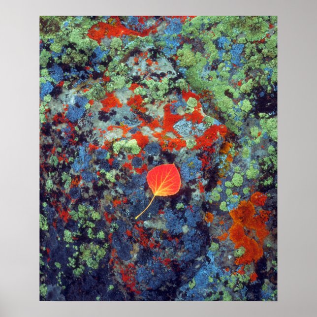 Póster Hoja de álamo sobre una roca cubierta de líquenes (Frente)
