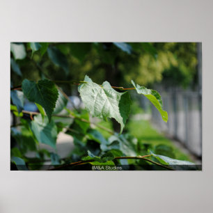 Póster Hoja de árbol