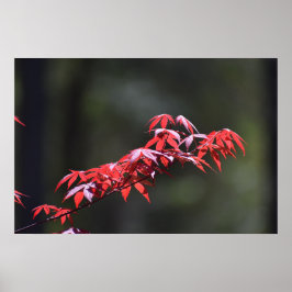 Póster Hoja de arce,