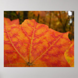Póster Hoja de Arce Abstracta de Otoño Naranja y Rojo Nat