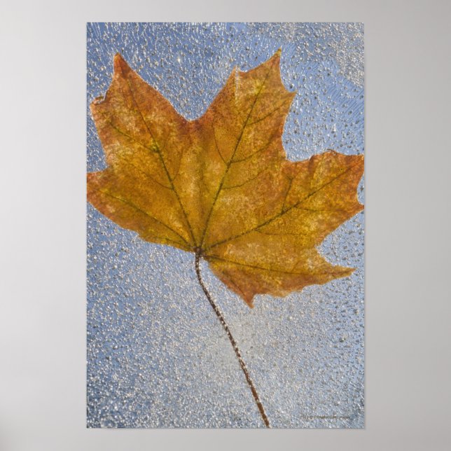 Póster Hoja de arce amarilla bajo agua (Frente)
