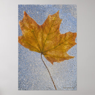 Póster Hoja de arce amarilla debajo del agua