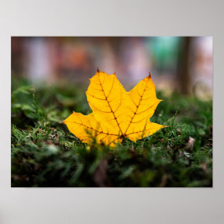 Póster Hoja de Arce Amarillo Brillante en Ramas de Siempr