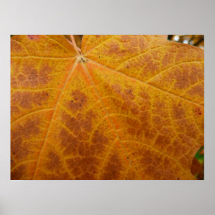 Póster Hoja de Arce Amarillo Otoño Abstracto Naturaleza
