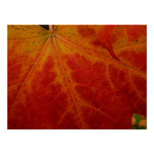 Póster Hoja de Arce Rojo Fotografía Abstracta de la Natur